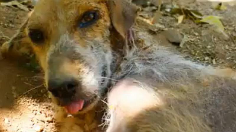 Ono što su ljudi učinili za nesretnog psa će vas oduševiti (VIDEO)