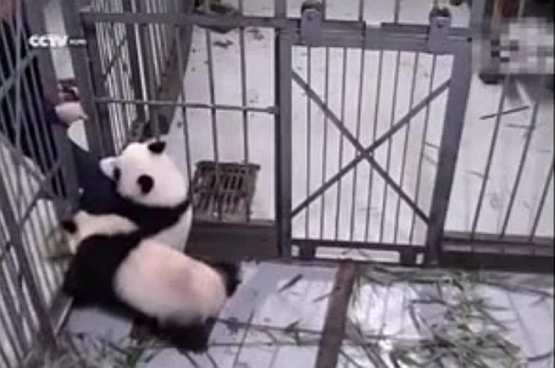 Panda uhvatila čuvara za nogu i – ne pušta (VIDEO)