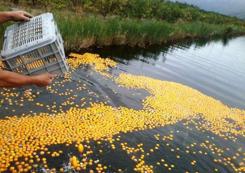 NITKO IH NE ŽELI: Uzgajivači mandarine bacaju u Neretvu, otkupna cijena sramotnih 1,2 kune po kilogramu
