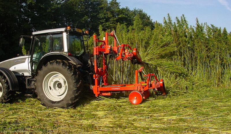 Ministarstvo potvrdilo: u Hrvatskoj se legalizira konoplja
