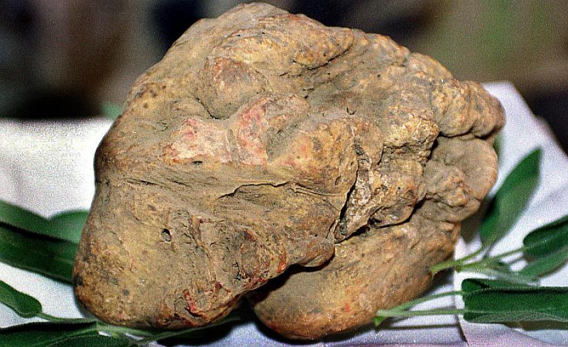 Pronađeno 'čudovište' vrijedno desetke tisuća eura