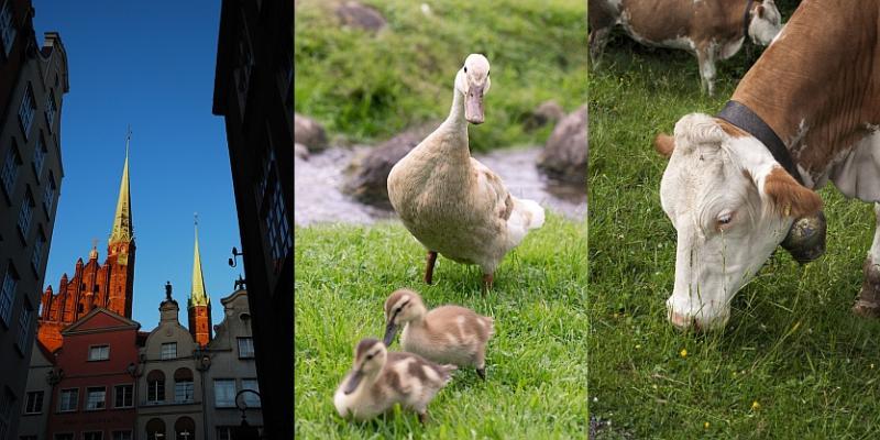 12 izraza koje morate znati ako živite u Njemačkoj ili Austriji