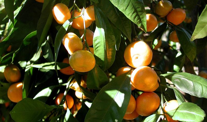 Hrvatske mandarine predstavit će se u Berlinu pred 60 tisuća ljudi