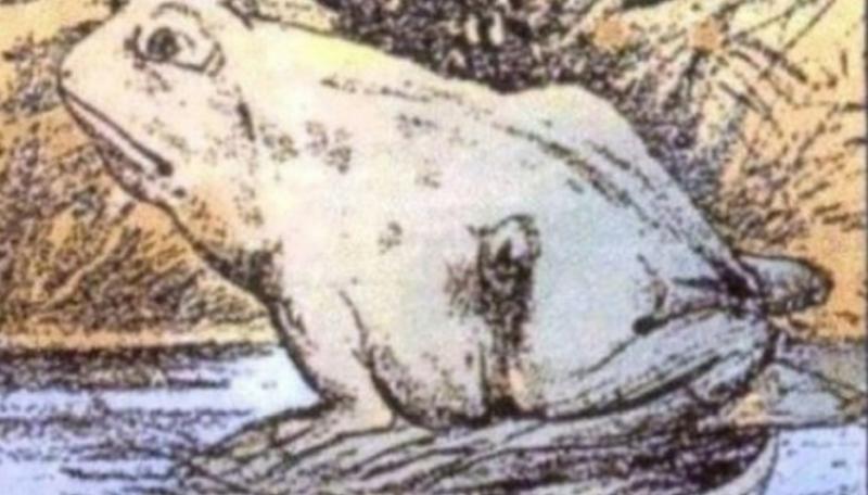 IZLUĐUJUĆA ILUZIJA: Vidite li žabu ili konja?