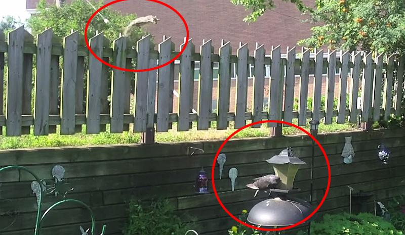Evo što se dogodi kad golubovi misle da mogu vjeverici krasti hranu (VIDEO)