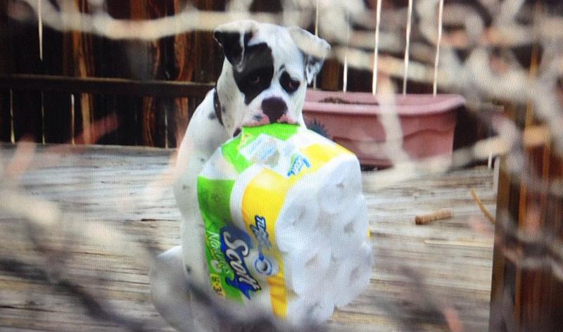 Imao je loš dan, a onda je pogledao u susjedovo dvorište (FOTO)