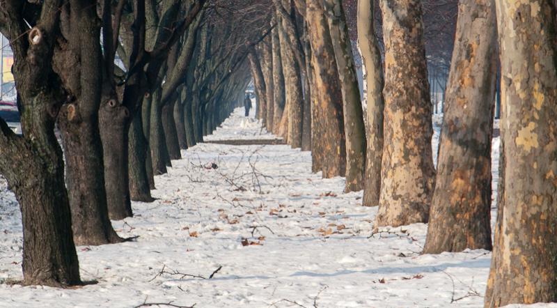 Fotografija dana: Zagrebački drvored