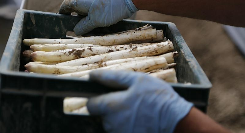 ‘U branju šparoga može se zaraditi 100 eura dnevno samo na jedan način’