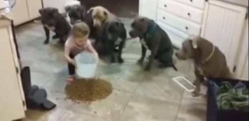Pogledajte kako ovi 'strašni' pit bullovi slušaju 4-godišnjakinju (VIDEO)
