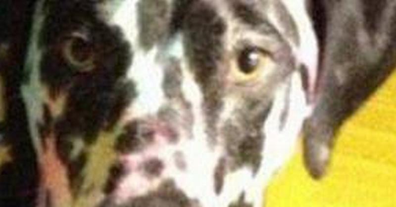 Evo zašto ne smijete ostaviti psa samog s djecom (FOTO)