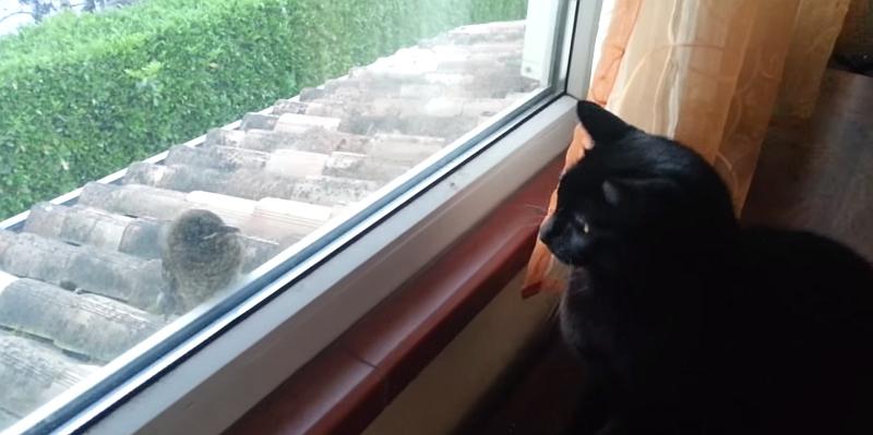 Ovo je najdrskija ptica na svijetu (VIDEO)