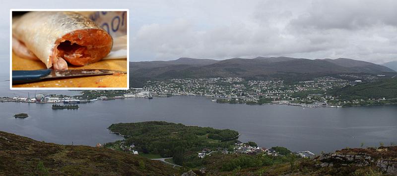 Učitelj u Norveškoj radi u tvornici lososa: 'Nije san snova, nekad je teško, ali...'