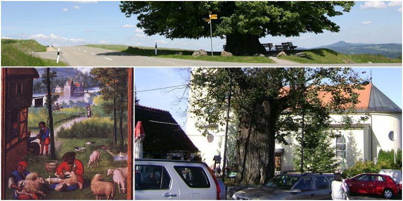 Stigao je lipanj – znate li po čemu je dobio ime i kako ga zovu u narodu?