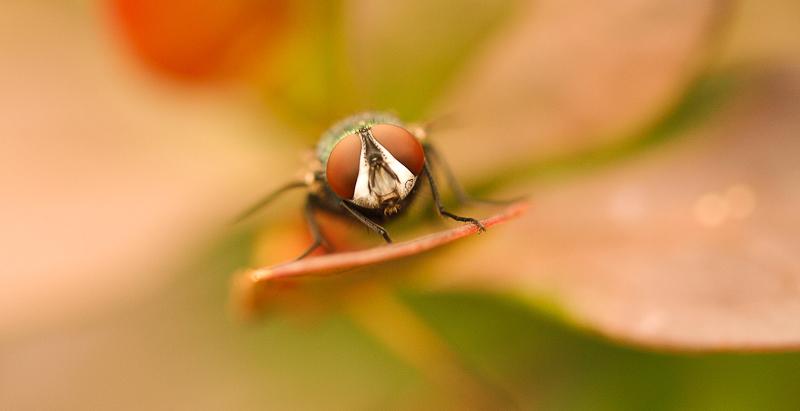 5 lijepih fotografija mikro svijeta kojeg rijetko zapažamo