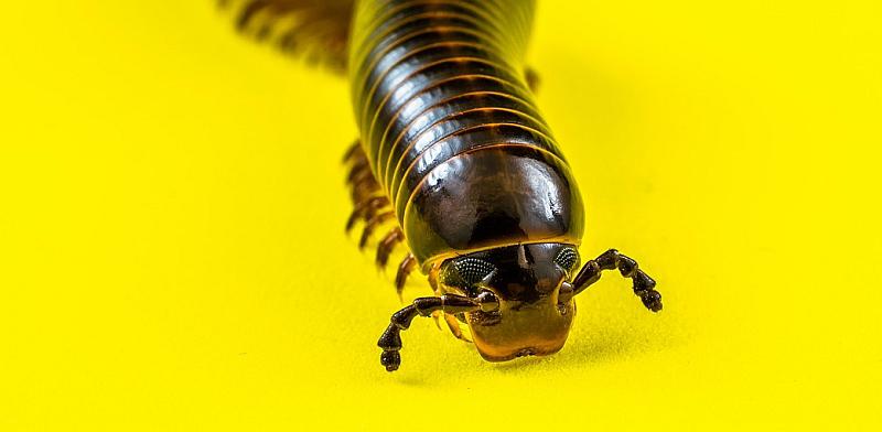 The New York Times: 'Duboko ispod Hrvatske vreba nova vrsta...'