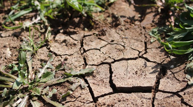 SPALJENA ZEMLJA: Slavonci u strahu od propasti uroda
