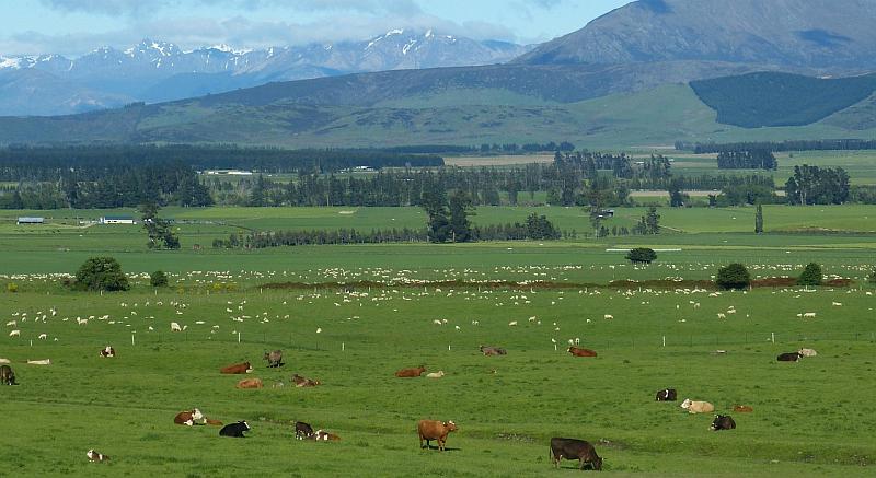 130 kilometara do posla: vožnja kroz džunglu, krave s kabanicama, prekrasna priroda