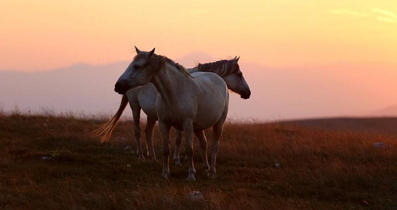(FOTO) Divlji livanjski konji – od zaborava do medijskih zvijezda