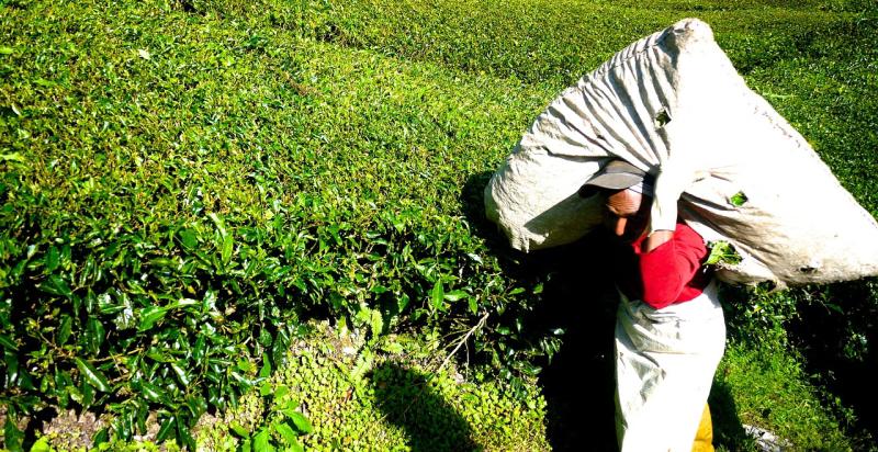 Rad na plantaži u Njemačkoj: 'Staje bus, ljudi istrčavaju, guraju se i tuku tko će prije'