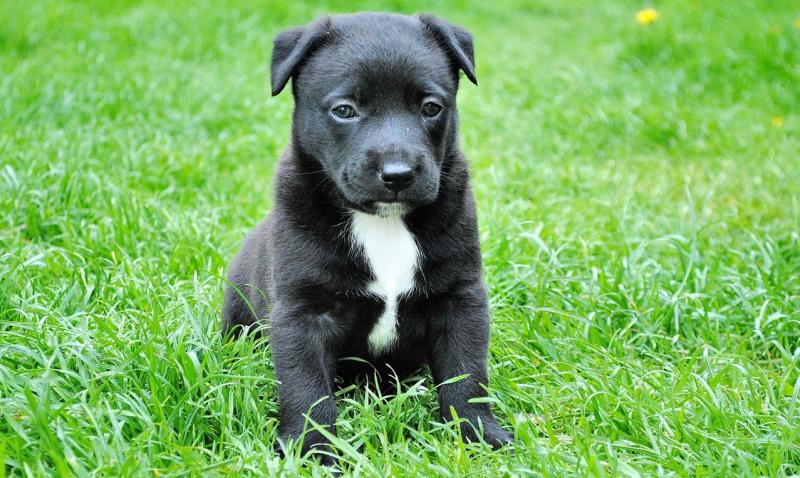 Kupovao je hranu za psa, na blagajni ga pitala ima li psa. Njegov odgovor je urnebesan