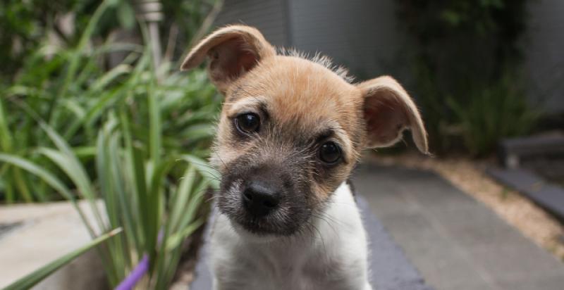 Evo zašto vaš pas naginje glavu u stranu