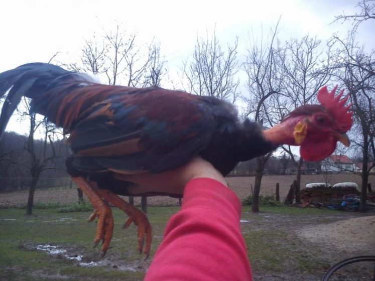 OGLAS ZA PUKNUTI OD SMIJEHA: Poklanjam pijetla individualca, trči 34 km na sat, pjeva polifono