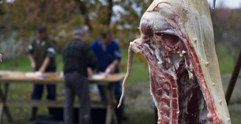 Svinjokolja u Posavini: tradicija koja okuplja obitelji i prijatelje