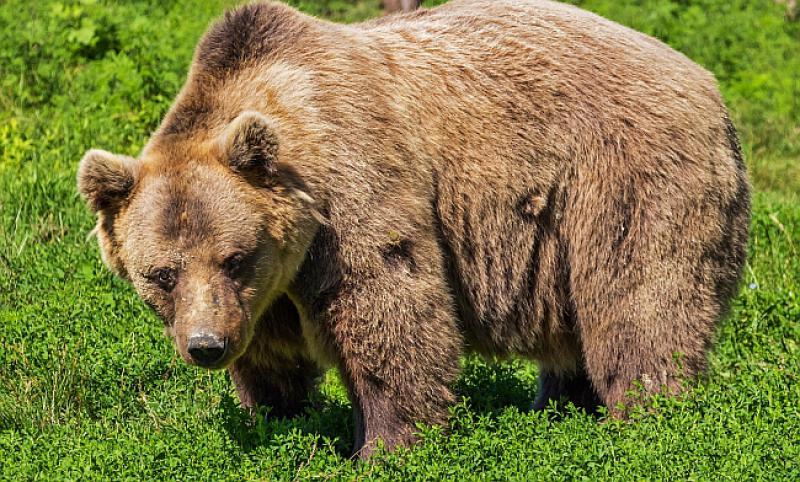 Otišli Putin, Obama i Merkel s Mujom u lov na medvjeda...