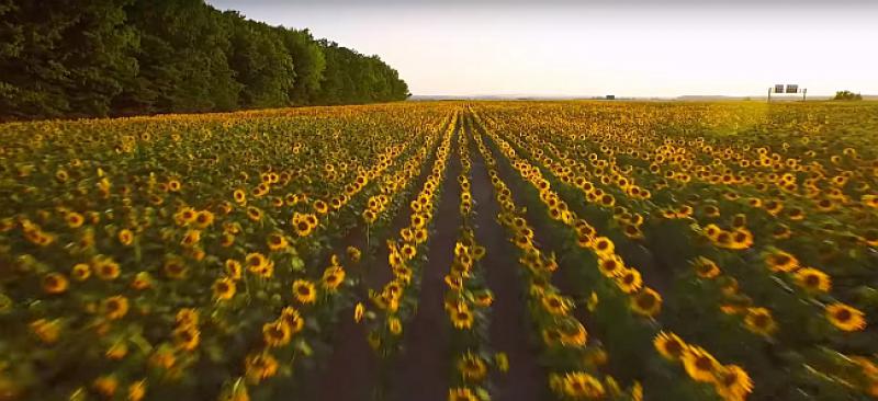 (VIDEO) TAMO GDJE JE HORIZONT UVIJEK ZLATAN: Predivan promotivni spot Slavonije