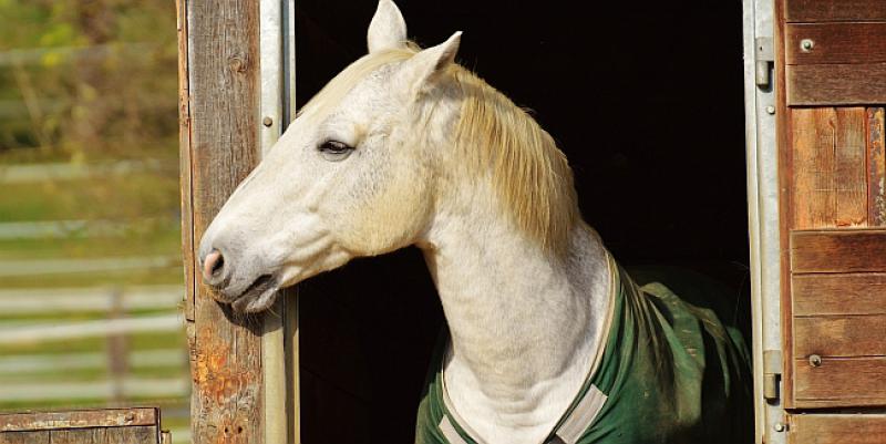 Kupio Mujo dva konja, no ne zna ih razlikovati pa zove Hasu...