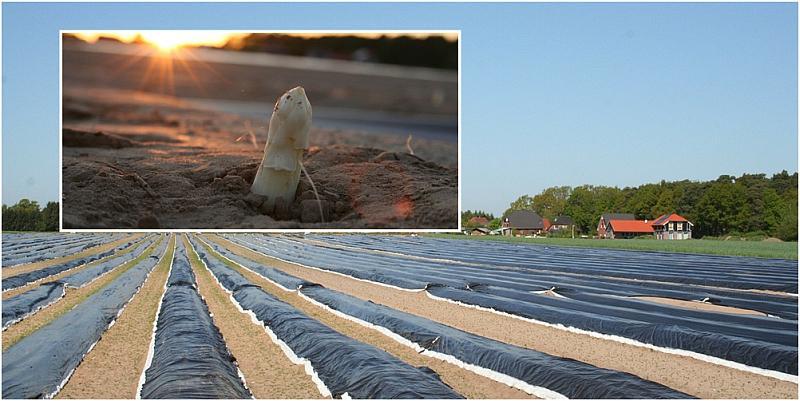 U NJEMAČKOJ POČINJE SEZONA ŠPAROGA: 6 ključnih stvari koje morate znati ako planirate u branje