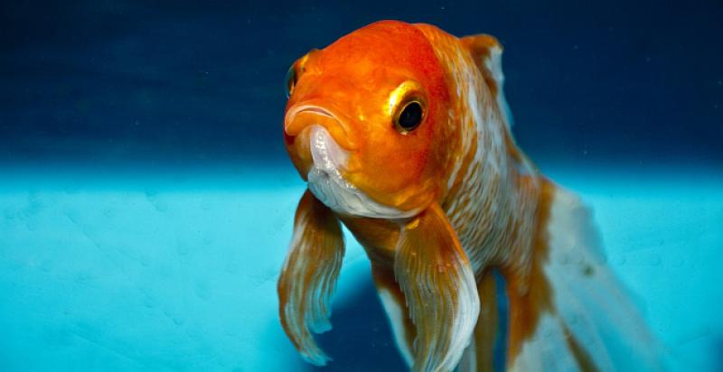 Došao azilant u Njemačku i uhvati zlatnu ribicu...