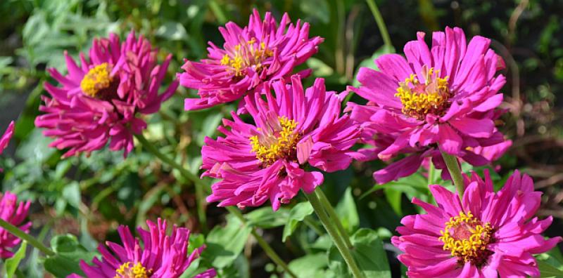 Zove Zagrepčanka vatrogasce i hvali se svojim cvijećem...