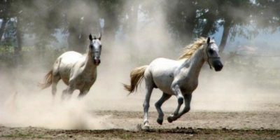 30 MJESTA KOJA BISTE MOGLI POSJETITI OVOG LJETA Slavonija i Baranja