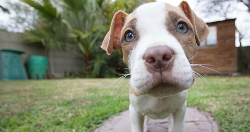 PUŠU I NA HLADNO Amerikancu banka kasnila s isplatom zbog 'terorističkog' imena njegovog psa