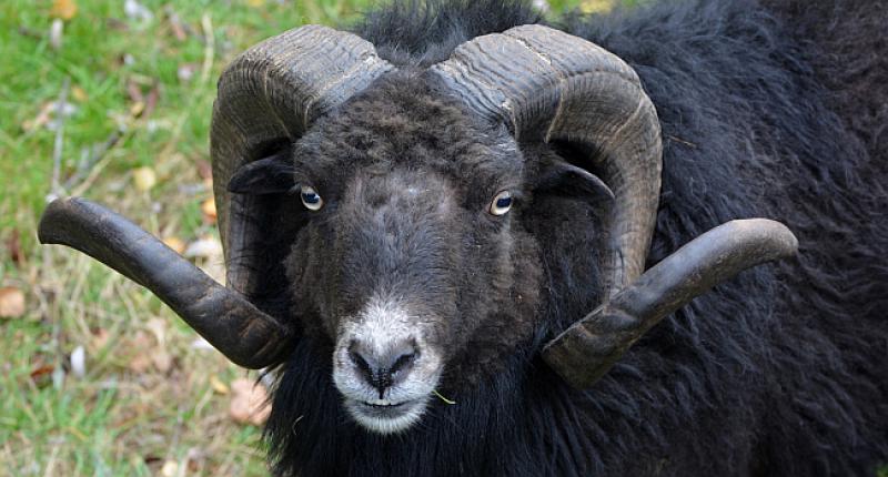 Mujo čuvao stado ovaca na livadi, a ovan ga gleda...