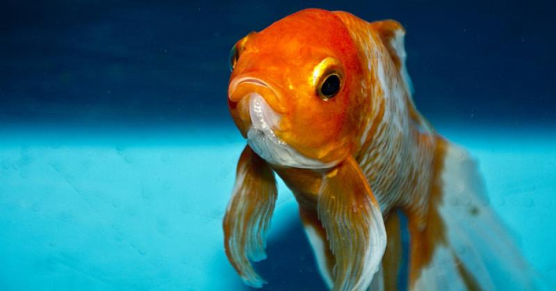 Uhvatio Mujo zlatnu ribicu i poželio da je bogat...