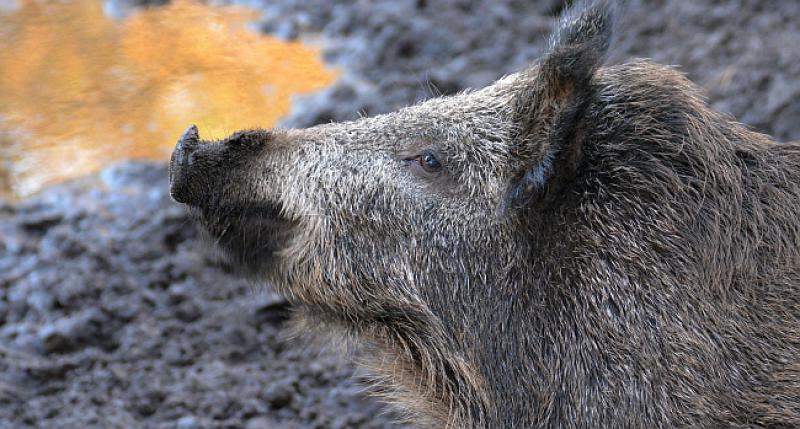 Šeće vepar šumom kad iz grma začuje...