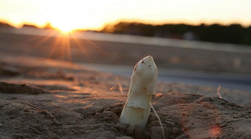 SEZONA JE ŠPAROGA U NJEMAČKOJ  Hrvati ‘lome kičmu’ na poljima