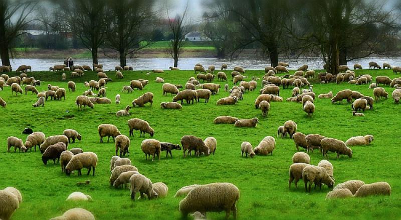 Gledaju Mujo i Haso ovce na livadi i kaže Mujo...