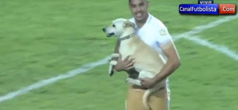 (VIDEO) NAJVESELIJI PAS IKAD Utrčao na utakmicu Copa libertadores i nasmijao sve