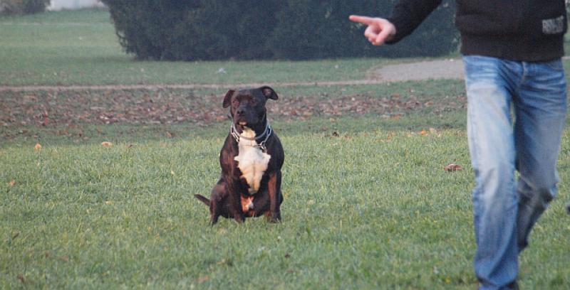 ZNATE LI SVA AUSTRIJSKA PRAVILA O DRŽANJU PASA? Za neke treba dozvola, plaća se porez...