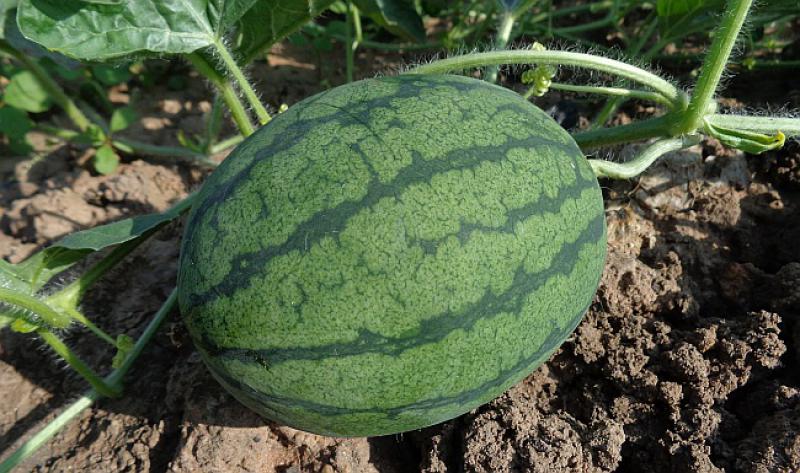 Vozi Slovenac kroz Bosnu i ugleda polje lubenica...