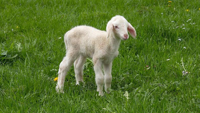 Dolazi Fata kući i viče: Mujo, jesi kupio janje...