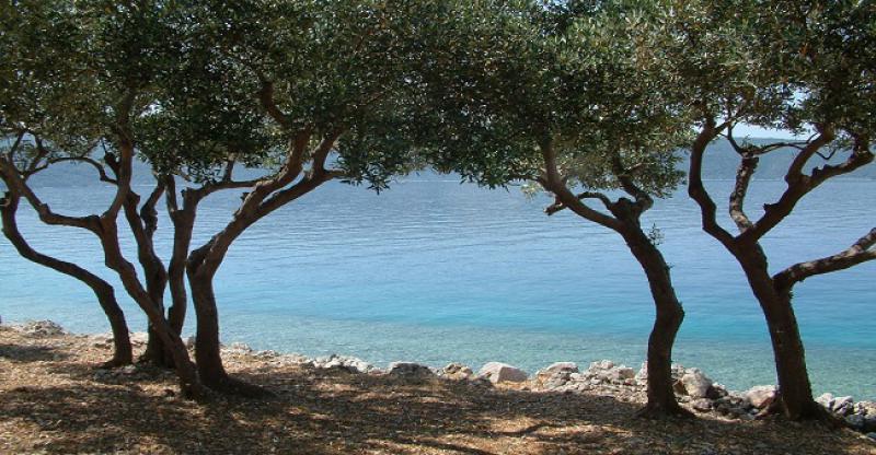 Sjedi Mujo na obali i čudi se...