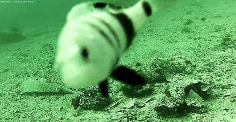 PRIJENOS UŽIVO Pratite fascinantan podmorski svijet Jadrana