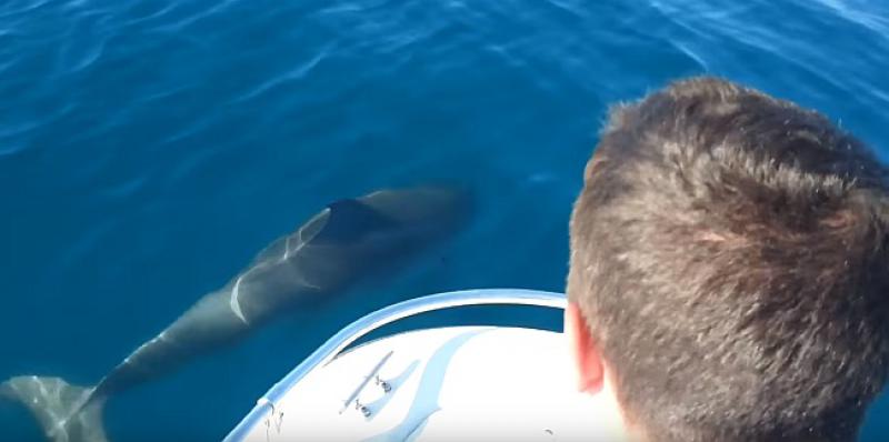 (VIDEO) THIS WILL MAKE YOUR DAY Watch a small dolphin ‘play’ with people near Poreč, Croatia
