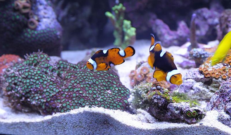 Poveo Mujo sina u trgovinu kućnim ljubimcima da mu kupi ribice...