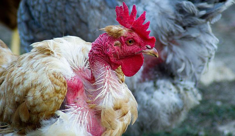 ZABRINJAVAJUĆE NOVO ISTRAŽIVANJE Trgovine pod 'zdravo' prodaju mlijeko bolesnih krava i jaja kokoši slomljenih kostiju?