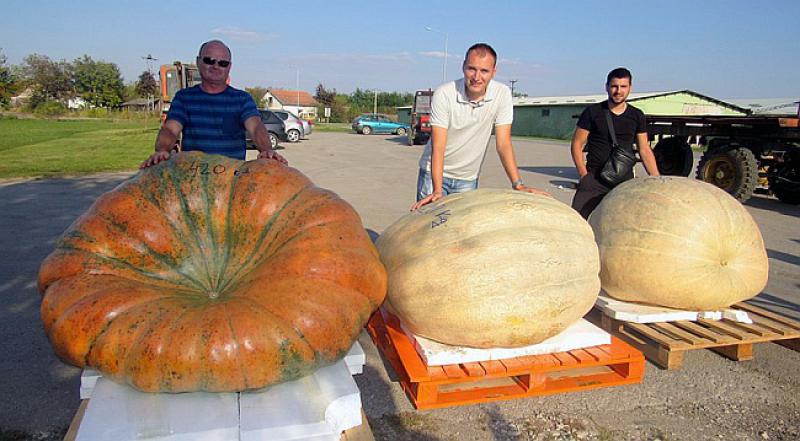 KAKVI DIVOVI! Ivica i Milan uzgojili gigantske bundeve od 420 kilograma